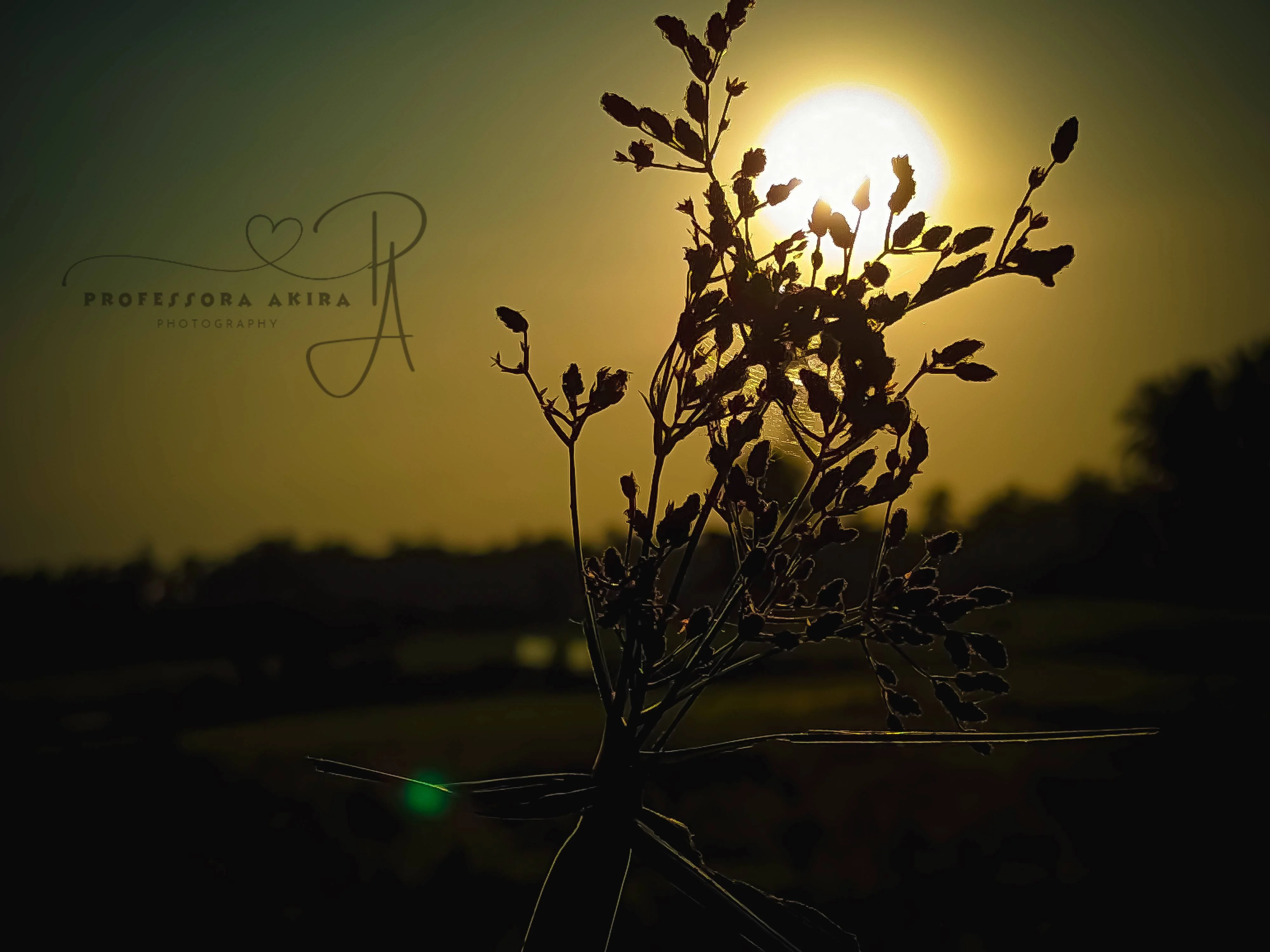 Golden Hour