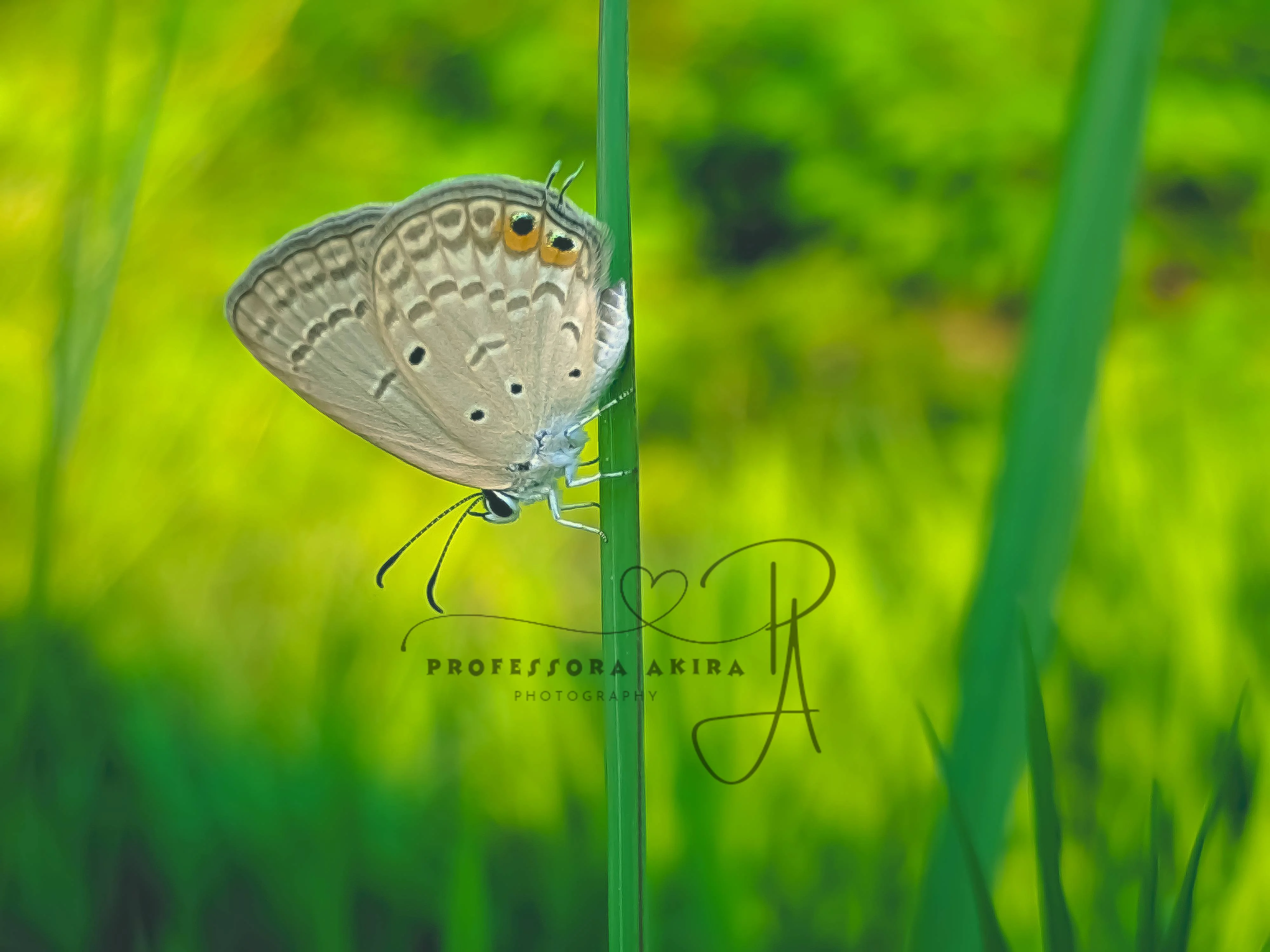 Tiny Butterfly