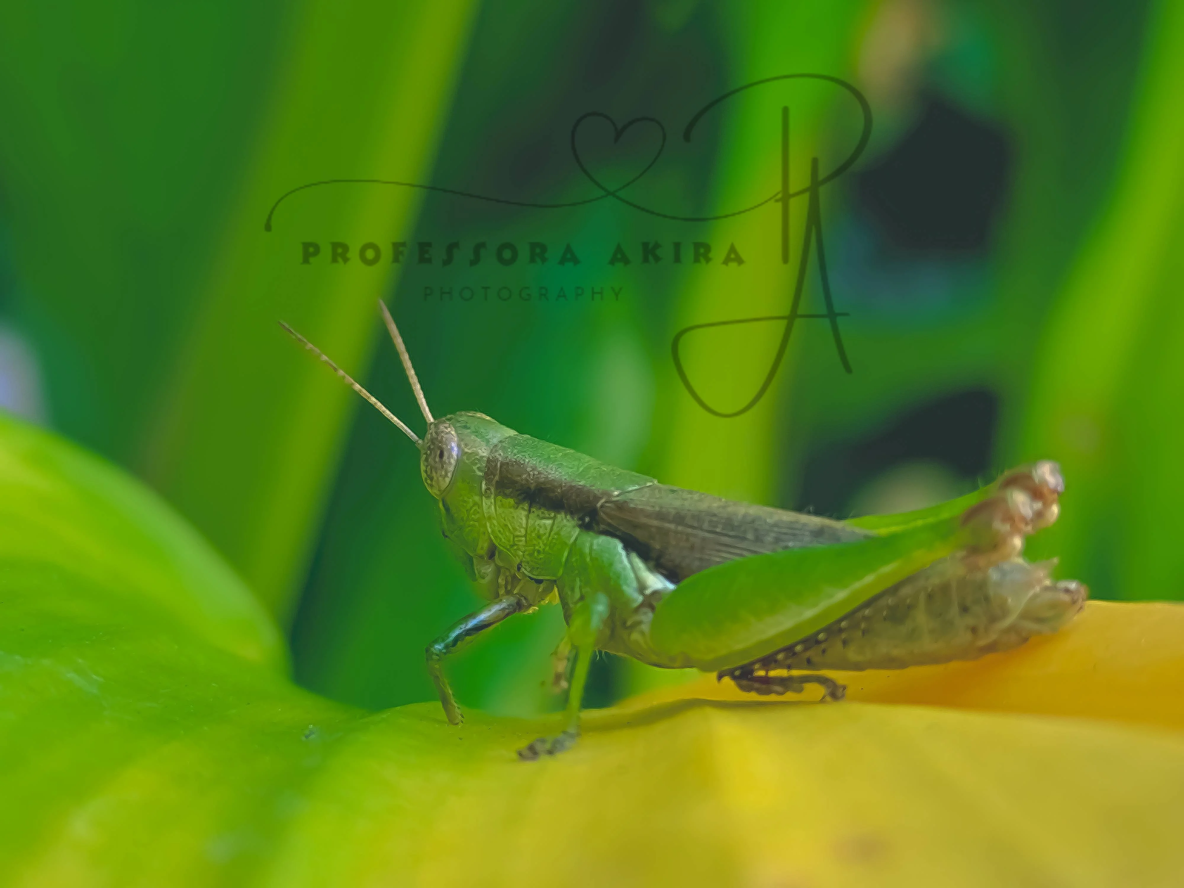grasshopper.jpg