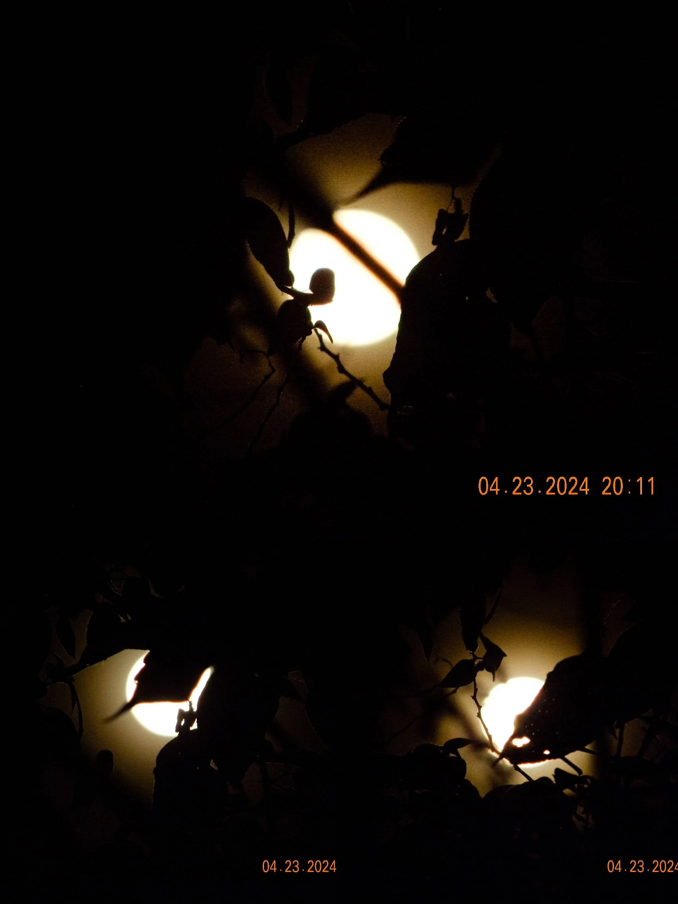 Moonlight