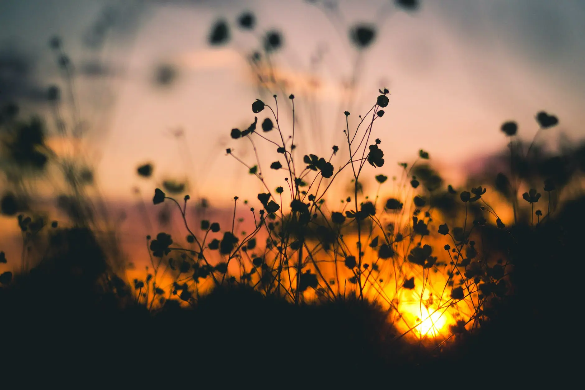 nature-sunset-flowers-silhouette.webp