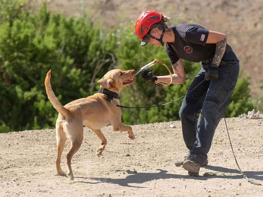 national-disaster-search-dog-foundation