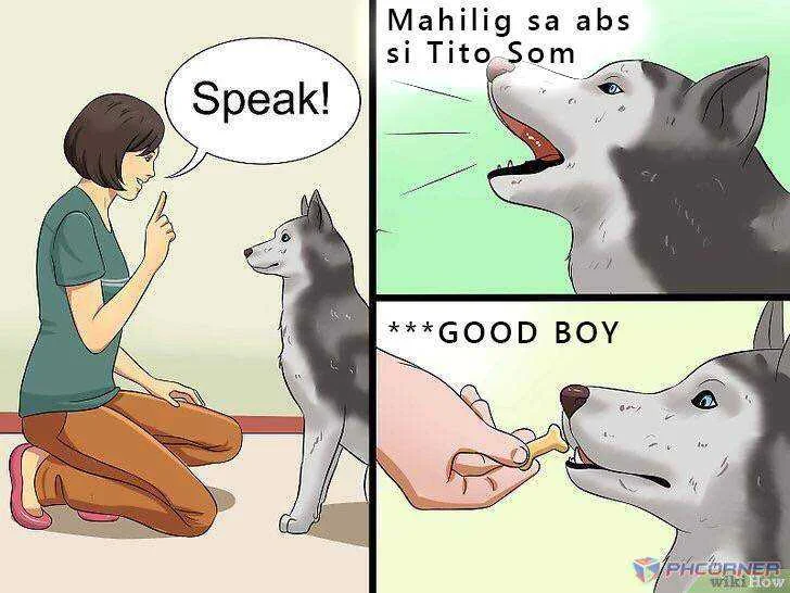Wikihow Dog