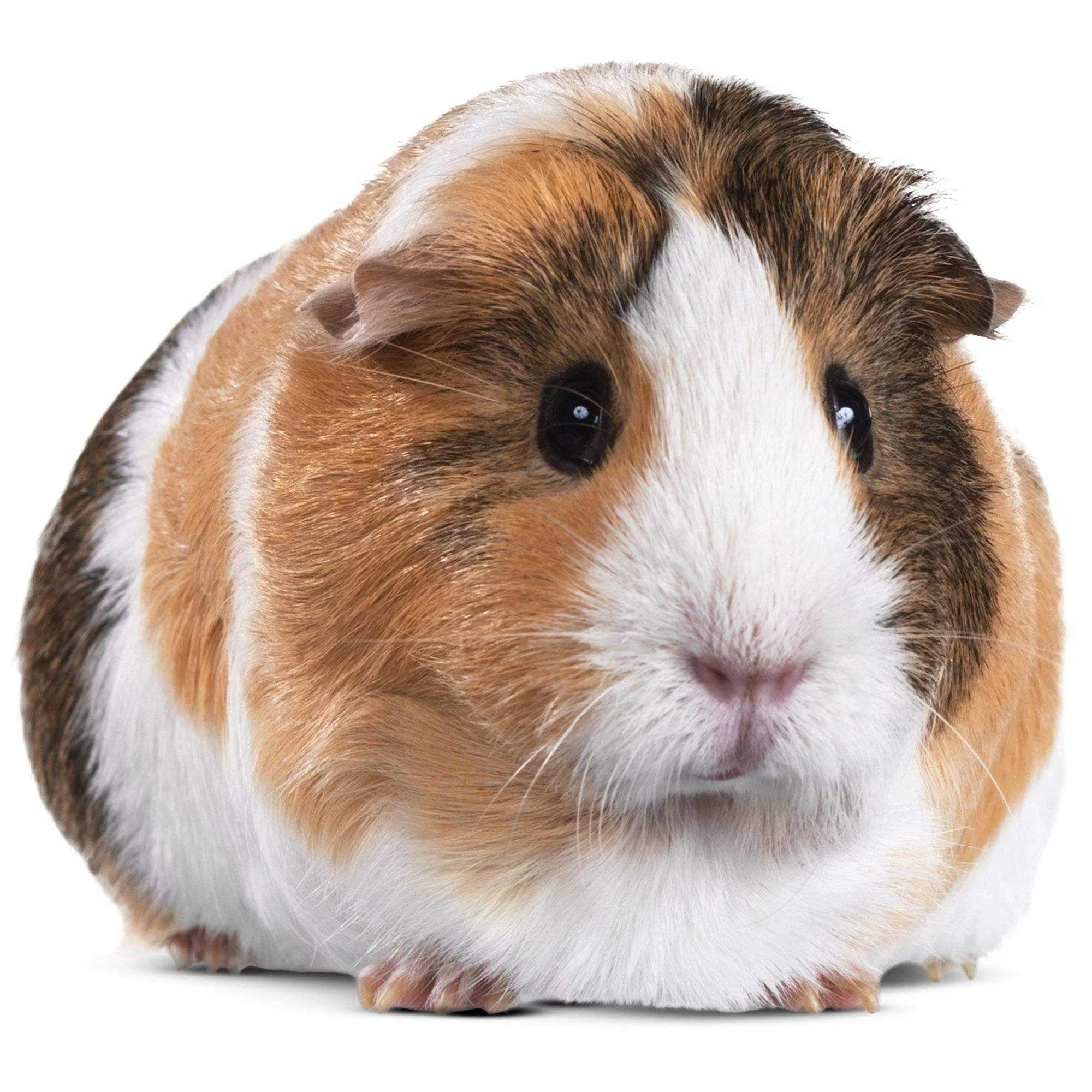 Guinea Pig?