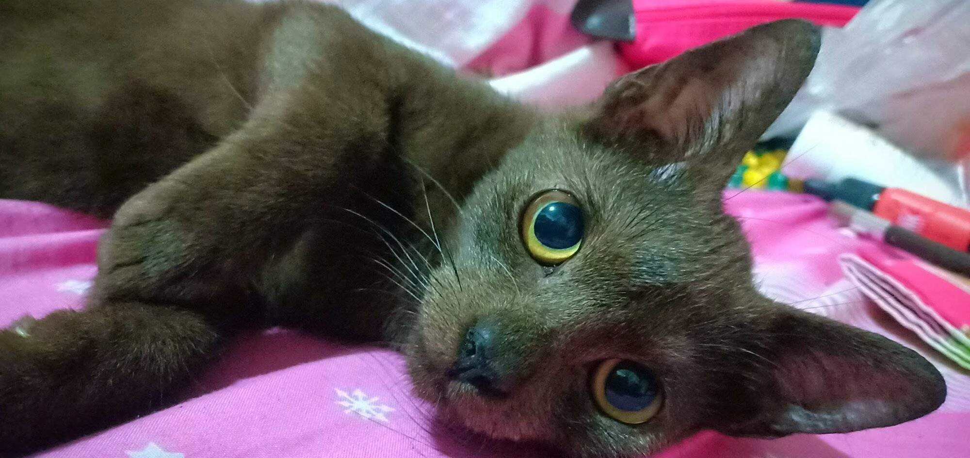 Meow meow