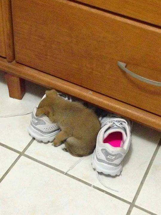 Sleeping Puppy.jpg