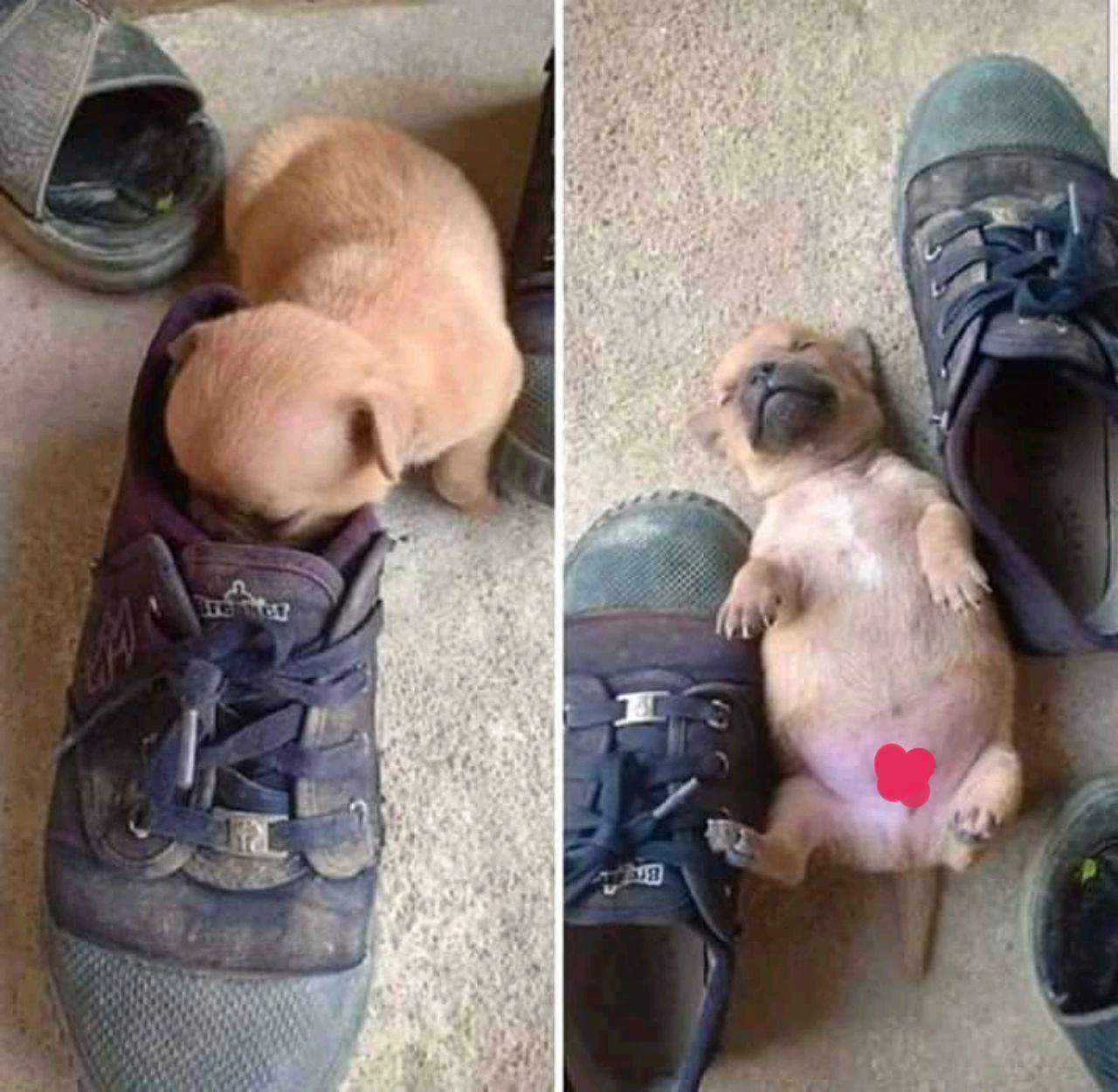 Cute Puppy.jpg