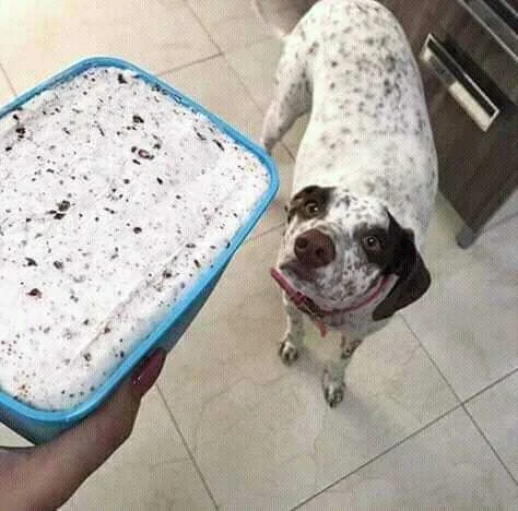 Ice cream dog flavor