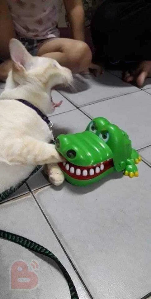 CrocCroc😂