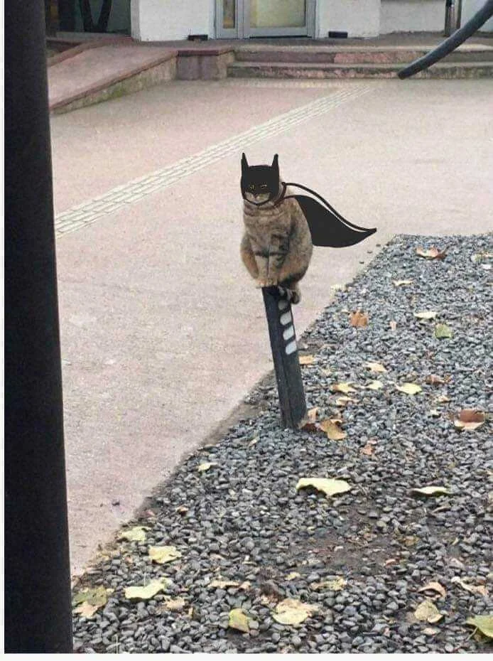 BATMAN IN CAT VERSION