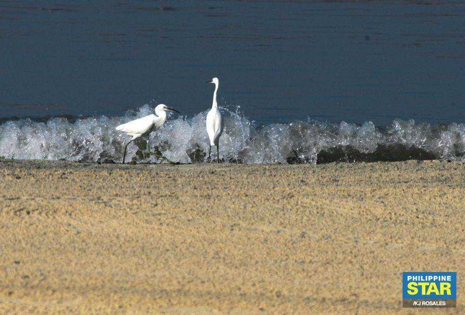 Migratory birds are seen along the shores of Manila Bay2