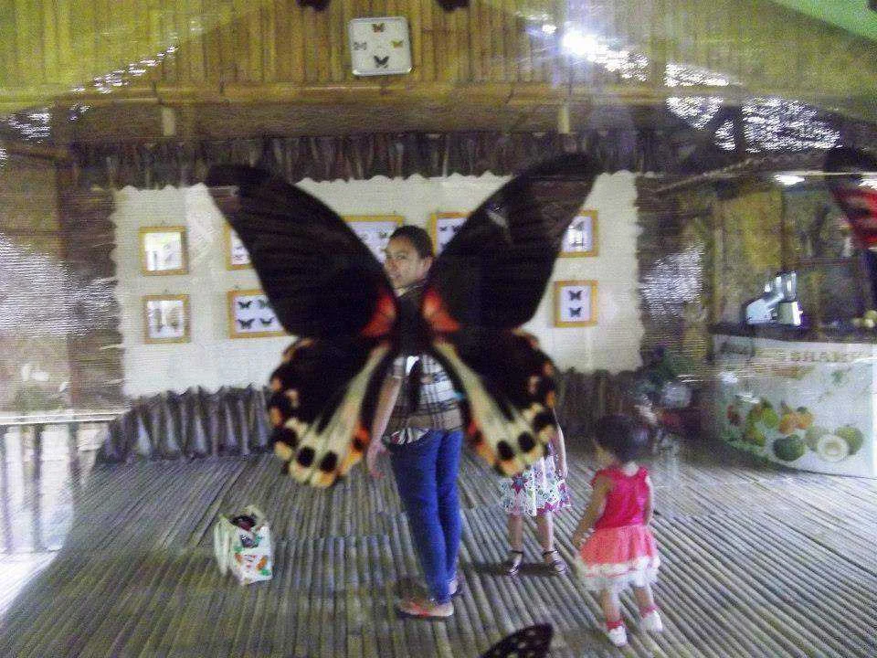 @butterfly garden