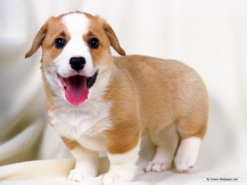 Dogs-dogs-16762003-800-600.jpg