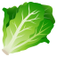 Leafy green :leafy_green: 🥬